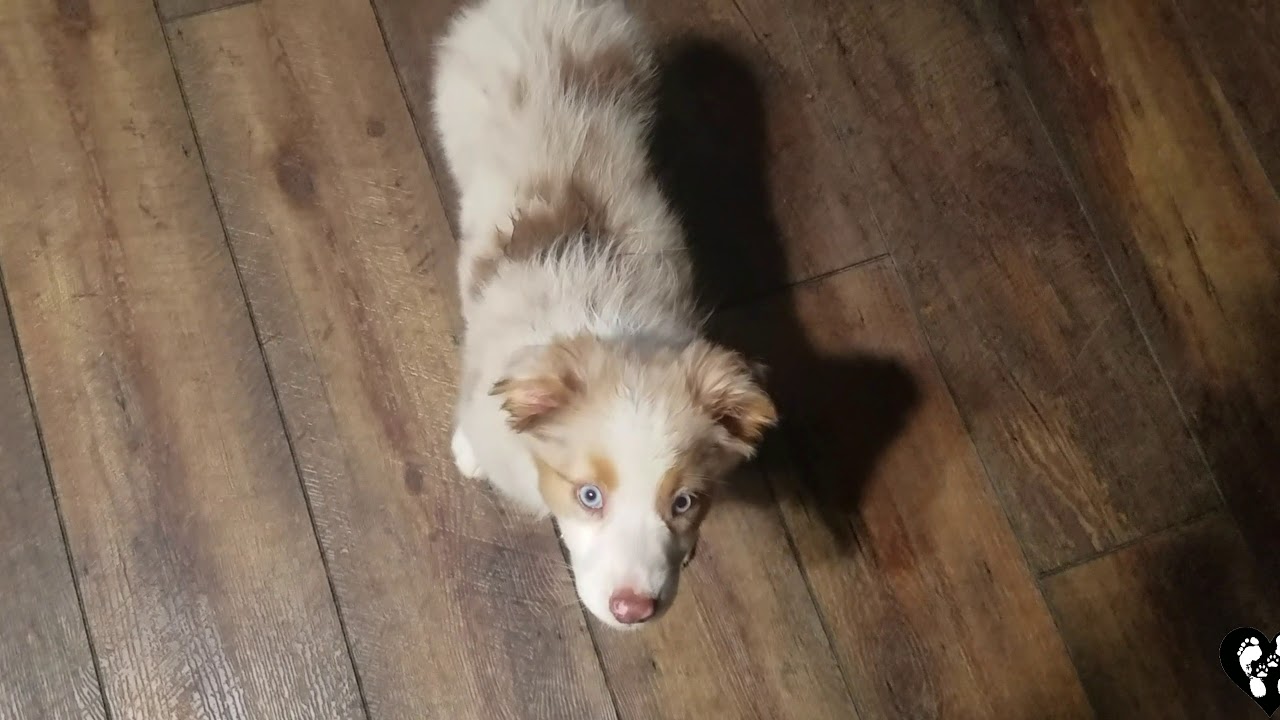 8 week old australian shepherd