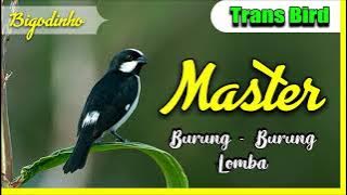 Bigodinho I Masteran Terbaru 2021 I Masteran Murai Batu kacer cica ijo Cendet