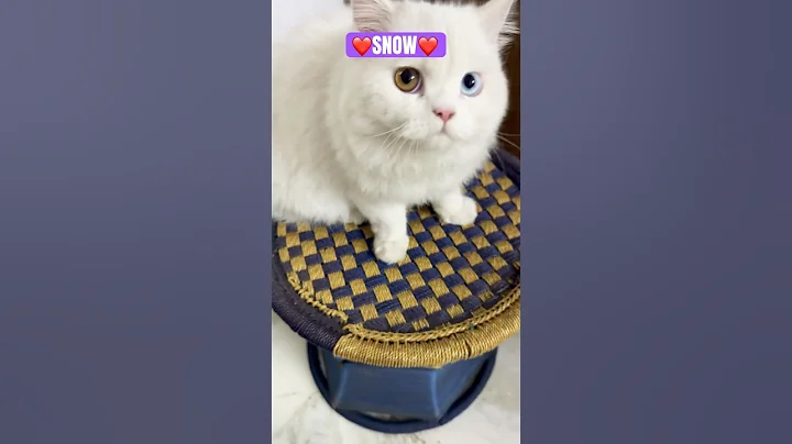 Watch the video about ❤️SNOW❤️ #Yshorts #petsrule #petsunited #catlovers #cute #petlovers #petsempire #cat #funny #cute