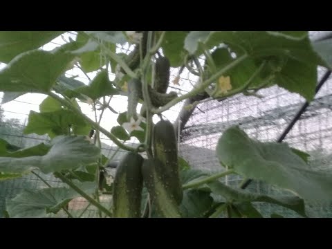 Βίντεο: Φτιάχνουμε πέργκολα για αγγούρια και ντομάτες