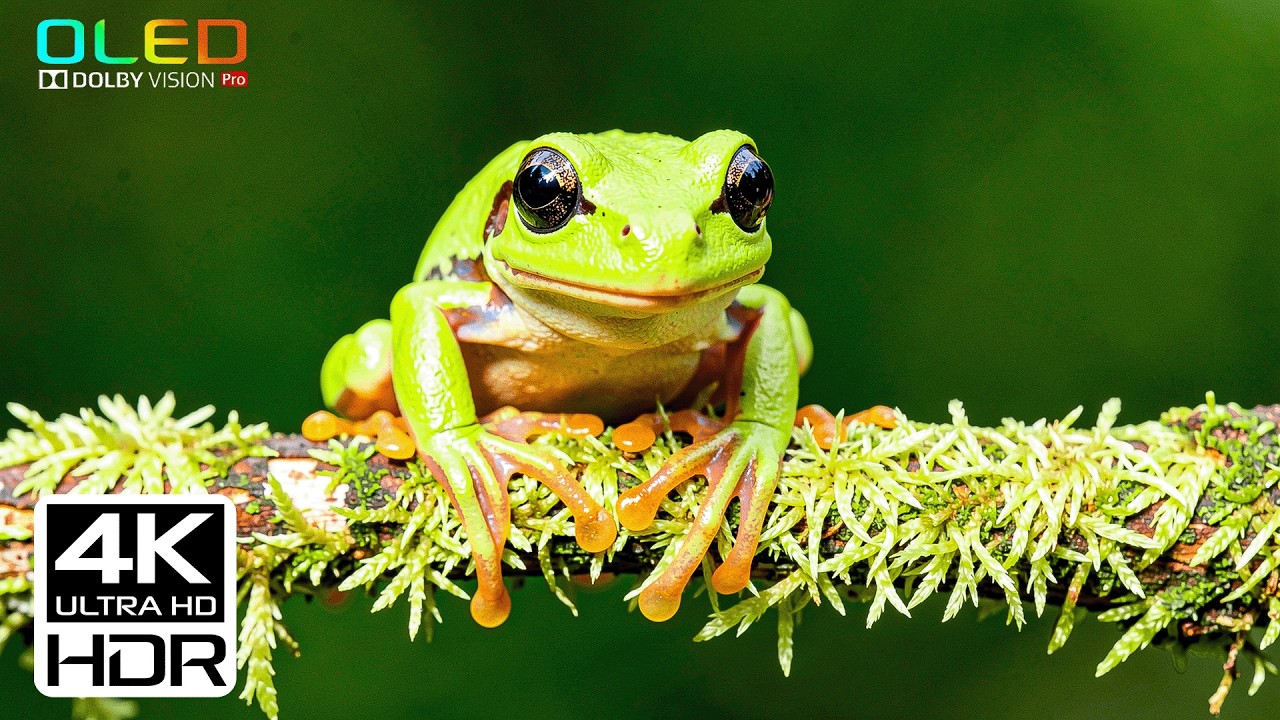 Потрясающая Демонстрация 8K Hdr Dolby Vision (Видео 8K 60 Кадров В Секунду)