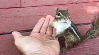 Dramatic Chipmunk