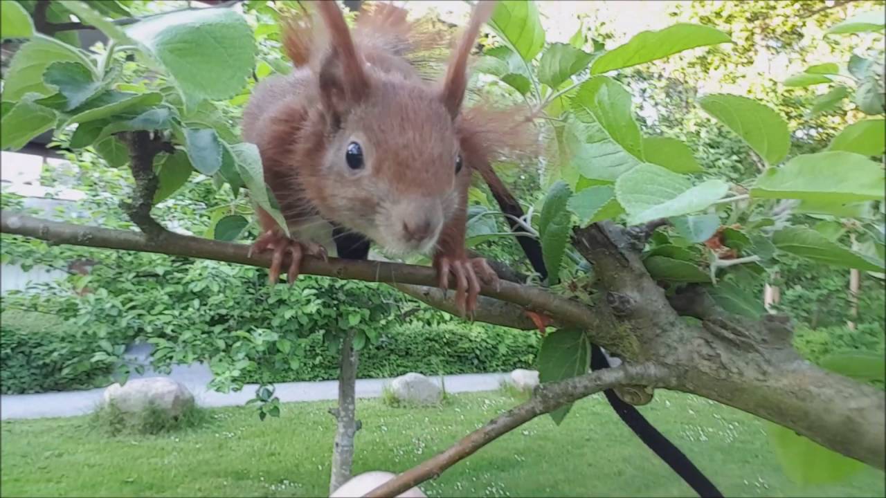 Tintin's Adventures: The Apple Tree Exploration