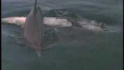 Dolphins, the Lighter Side