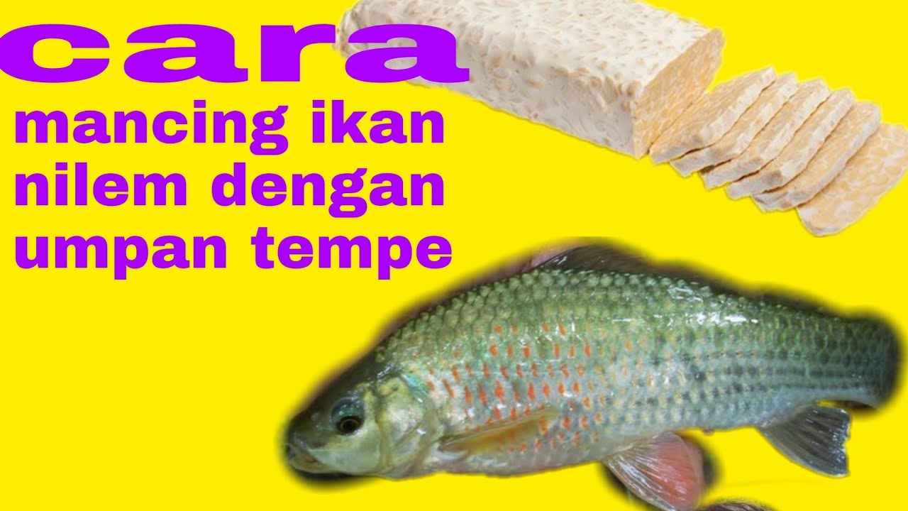 cara jitu bikin umpan ikan nilem dengan tempe