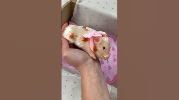 Silicone Baby Pig 🐷 Box Opening