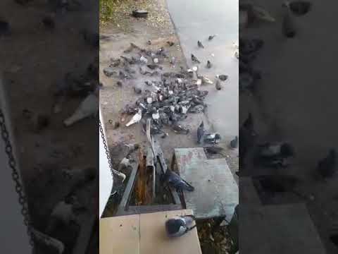 СМЕШНЫЕ ПТИЧКИ / Забавные животные / Сейчас червяков накопают и на рыбалку пойдут
