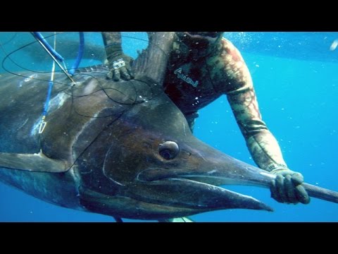 Extreme Spearfishing of a 500lb Black Marlin - 250 Kg of pure power - Deep  Ocean Apnea and Emotions