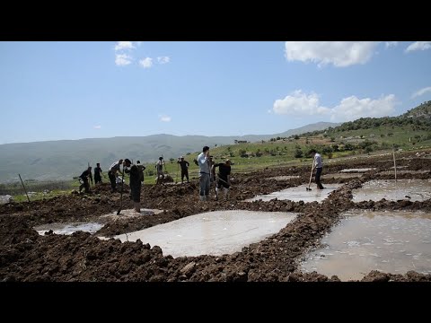 Kurdish farmers plant rice in Kurdistan Region - YouTube