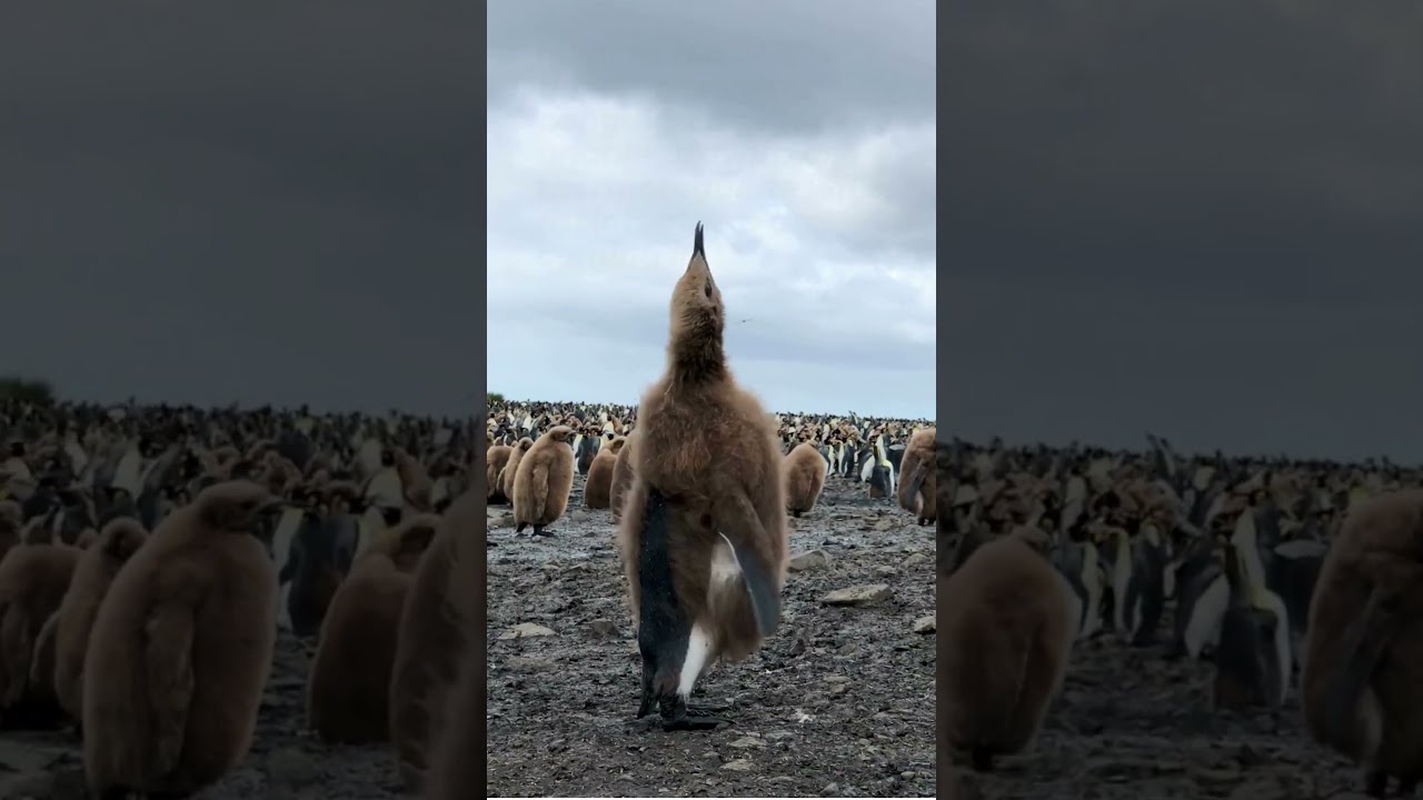 🐧❤️🦭 The Molting Process of Emperor Penguins 🌊