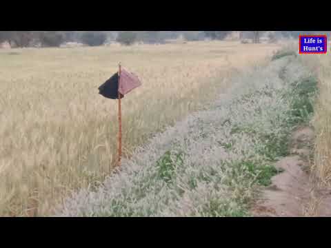 بٹیر کی آواز صبح کیلۓ ہاڑی 