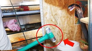 ОТПУГИВАТЕЛЬ ЗМЕЙ. Тестируем прибор на кобрах и других змеях ОТПУГИВАТЕЛЬ ЗМЕЙ. Тестируем прибор на кобрах и других змеях