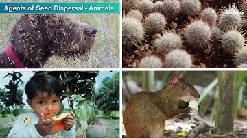 Reproduction In Plants | Science For Kids | Grade 5 | Periwinkle