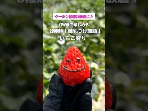 【千葉市】GWまで楽しめる！いちご狩り