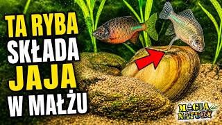 Najdziwniejsza Ryba Polski? - RÓŻANKA - Jej Młode Dorastają w Małżu