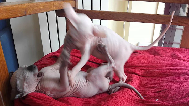 Video 11822311: sphynx kitten