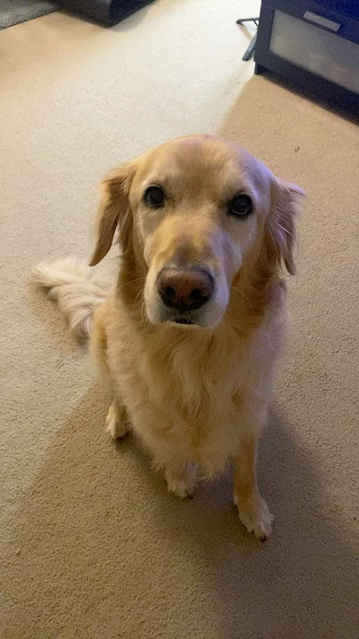Golden Retrievers look good from any angle🐕