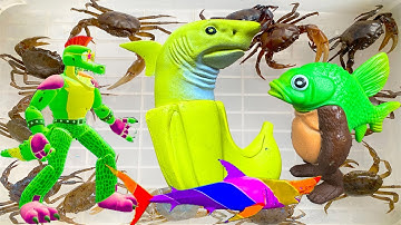 Kem Ốc Chanel ra bờ ao bắt con cua, con cá, globo gặp cá mập hung giữ bắt con chuột, quái vật cá.