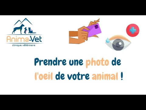 Tuto comment faire une bonne photo de l&#039;oeil de mon animal ophtalmo vétérinaire animavet