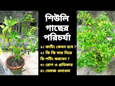 শিউলি গাছের পরিচর্যা শরৎকালে প্রচুর ফুল পেতে কেমন হবে ?