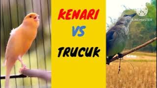 TRUCUK VS KENARI MASTERAN