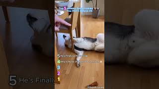 Top 5 Huskies Being Huskies 😂🐺 You Won’t Believe #4 #dogs #funny #crazy #cute