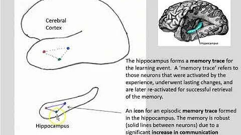 System consolidation part 2 neuron allocation 2019