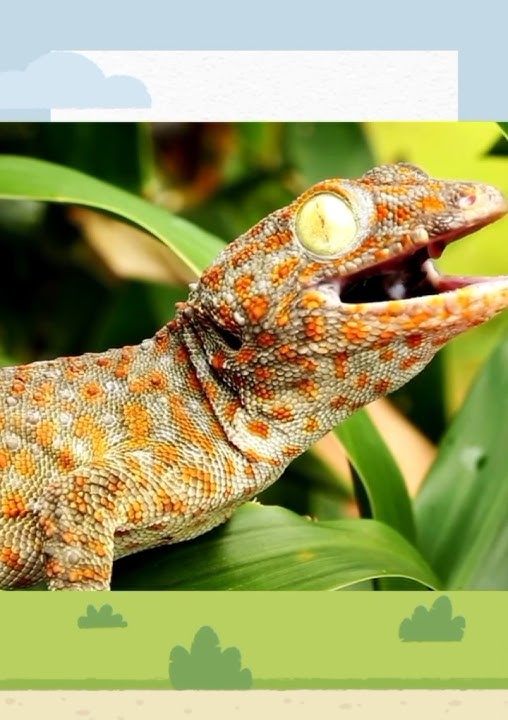 Suara Tokek Gecko Sound #suara #suaratokek #gecko #suarahewan #shorts