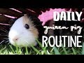 Daily Guinea Pig Routine 2019