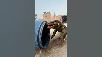 The Komodo Dragon And The Flying Drum 