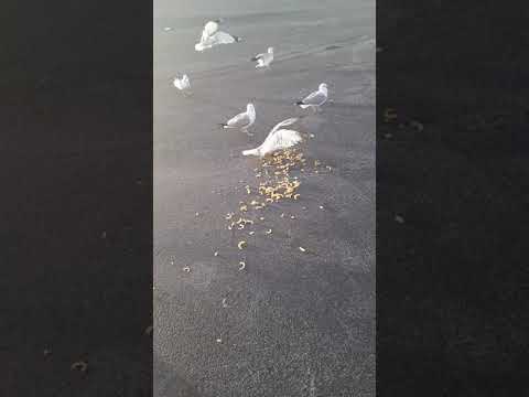 camera iphone 8 plus apk Feeding seagulls more Funyuns
