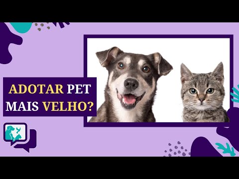 Vídeo: Entendendo as necessidades especiais de higiene de seu cão