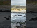 Тихий океан, Пескадеро бич, Pescadero State Beach, California 🇺🇲