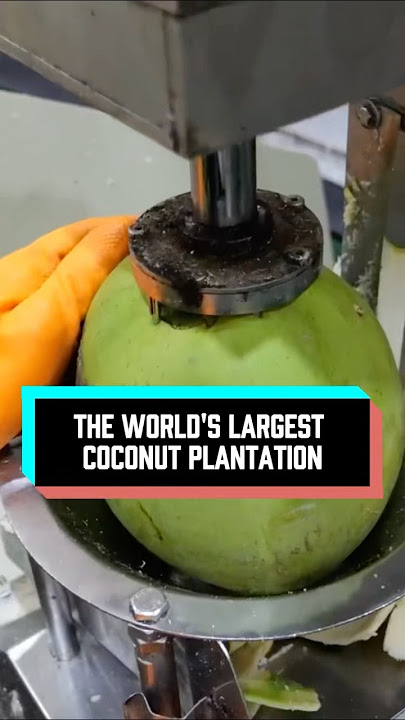 The World'S Largest Coconut Plantatio#youtube #strrefoods #fruit