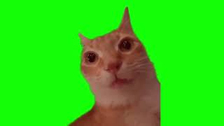 Cat Staring And Turning Red Meme (Green Screen)