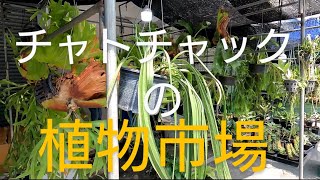 オポッサムツアー　バンコクの植物市場　Plant markets in Bangkok.