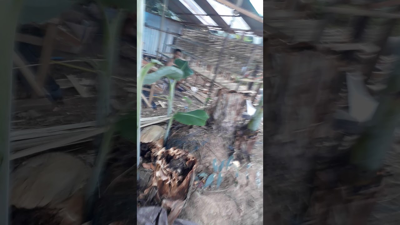 Kandang ayam petelur 100 ekor 