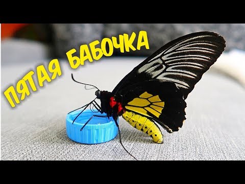 Бабочкариум! Пятая бабочка, Птицекрылка! Бабочкарий. alex boyko