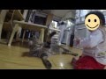 けしからん猫VSあかちゃん Jumping Cat VS Baby