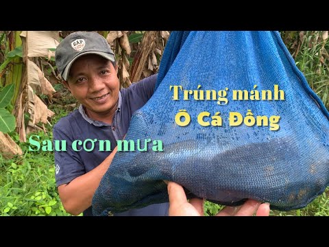 Video Trở lại khu đầm lầy sau cơn mưa trúng mánh ổ cá đồng... - youtube
