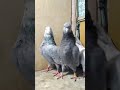 Свердловские голуби - чалой масти
