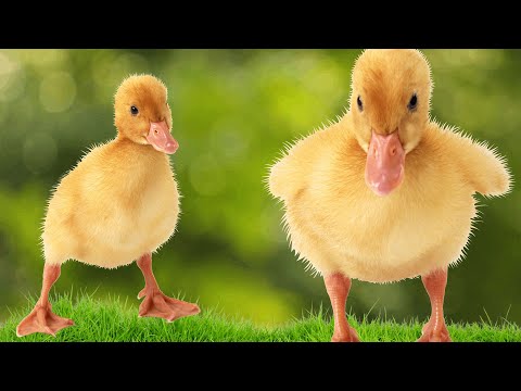 Sound of the Ducklings - Ducklings Swimming [Animal World Videos]