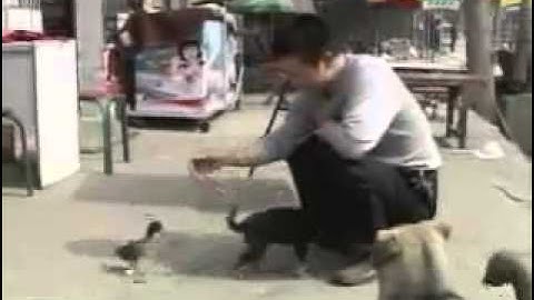 Gluck Learning and Memory Chapter 12 imprinting video