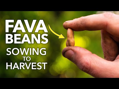 Video: Growing Horsebeans: Lär dig hur man odlar hästbönor i trädgården