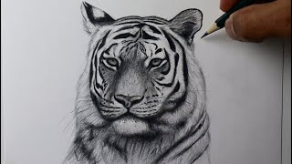 Como desenhar um Tigre - PASSO A PASSO - narrado I Video-aula completa