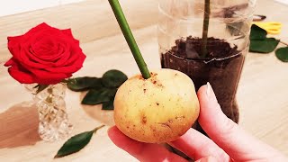 Razmnožavanje ruža u krompiru više nije tajna, sada to može svako!