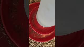 My Solution For Cleaner Waterers .