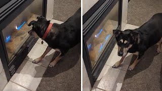 Pup has a hilarious obsession with the fireplace #shorts by Rumble Viral 2,378 views 3 weeks ago 36 seconds