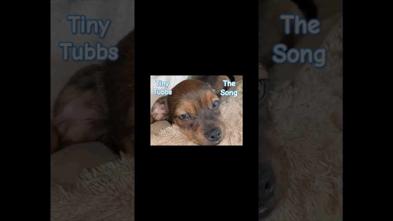 🤏Tiny Tubbs' Song: The Making of a Viral Hit!