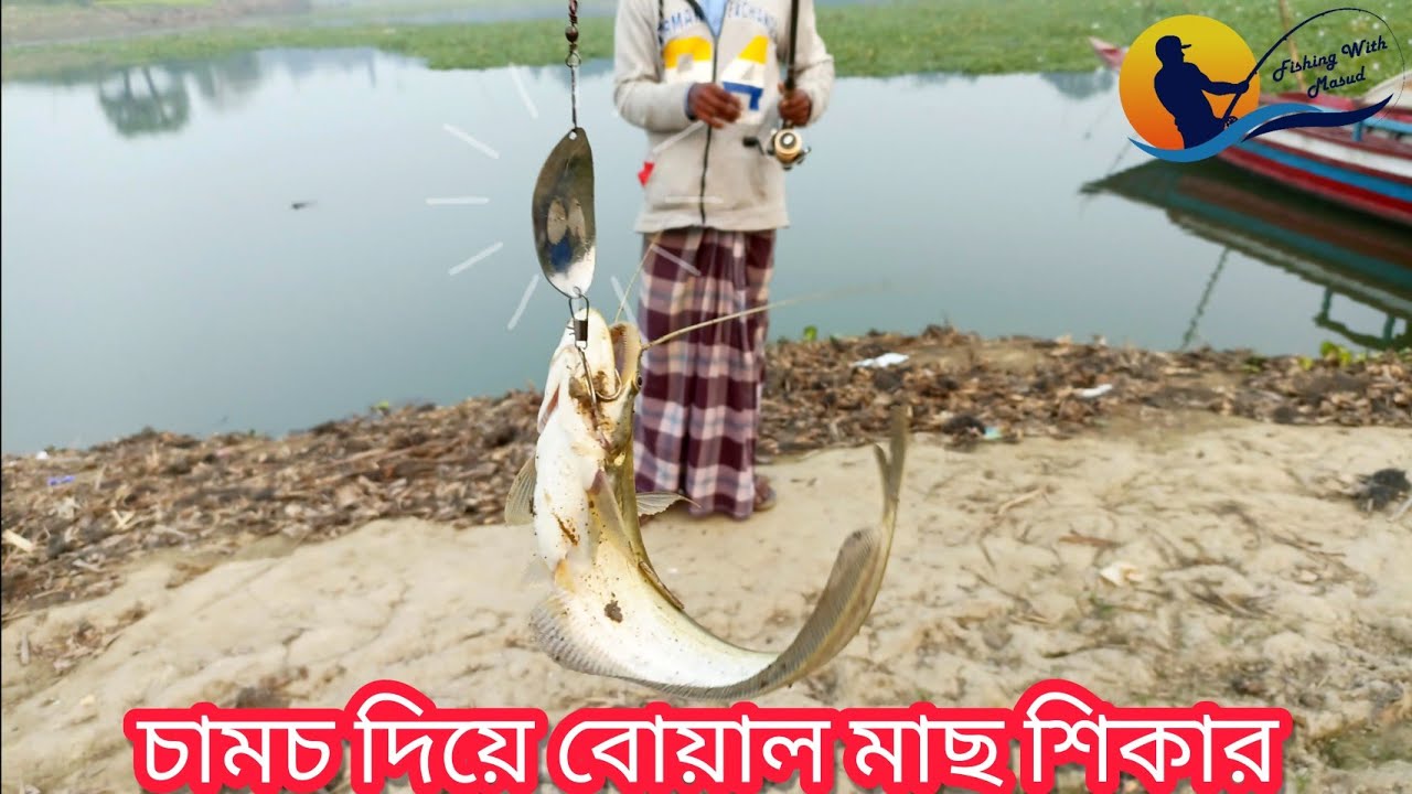 চামচ দিয়ে বোয়াল মাছ শিকার।চামচের লুর দিয়ে এখন আপনিও বোয়াল শিকার করতে পারবেন।Fishing With Masud